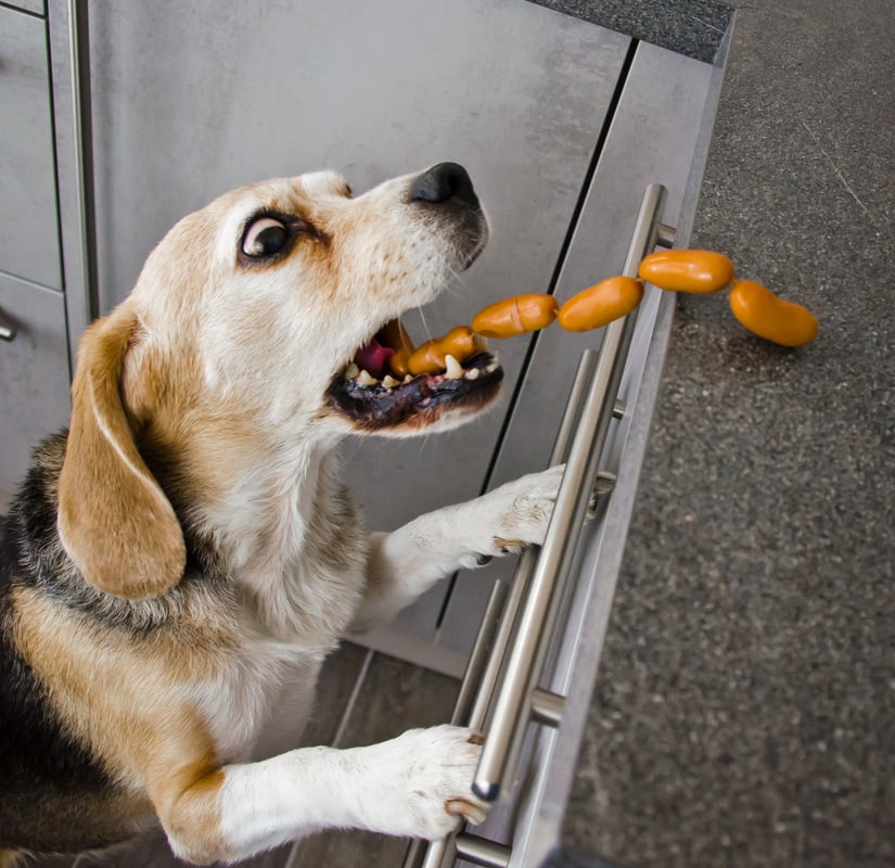 A naughty Beagle, a dog, steals sausages