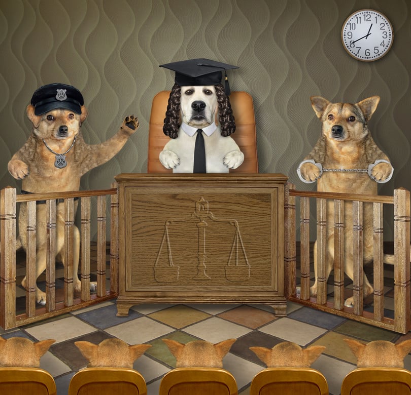 Dogs at court hearing