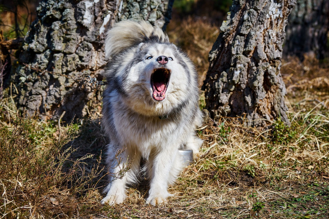 Siberian Husky dog surprised barking on forest grass, barking Husky dog portrait